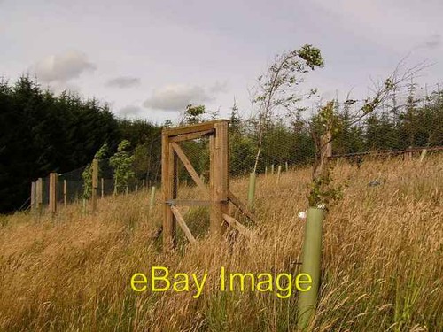 Photo 6x4 pheasant rearing pen - pheasant,