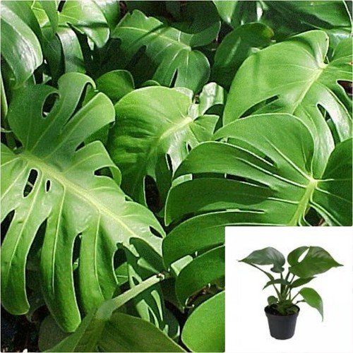Monstera deliciosa lacy tear - deliciosa,