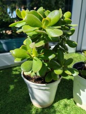 1xJade Plant  houseplant Money