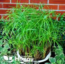 HOUSE PLANT SEEDS - UMBRELLA PLANT - 200 SEEDS - Cyperus Alternifolius nanum