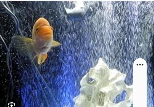 Seachem american cichlid salt - american,