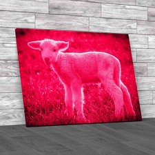 A White Suffolk Lamb Sheep Pink Canvas Print Large Picture Wall Art