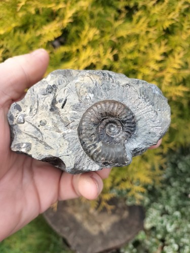 Double grammoceras thourasense - grammoceras,