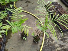 Chamaedorea seifrizii - 11 cm