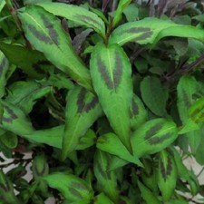 Vietnamese Coriander -