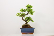 Chinese Elm Bonsai and Care