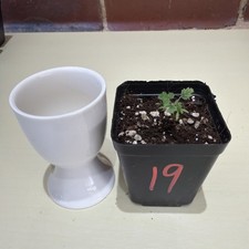 Rare Boswellia sacra