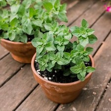 Oregano Seeds Grow Your Own