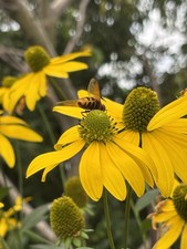 Rudbeckia laciniata Tall Cottage Garden Flowers 200+seeds for Beneficial Insects