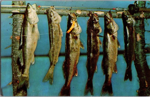 Curteichcolor fishing postcard - fishing,