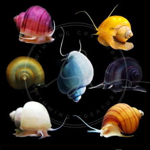 Florida mystery snails - florida,