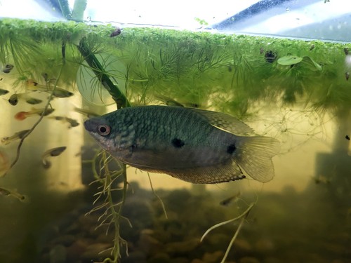 Pack blue gourami live fish - 4-pack,