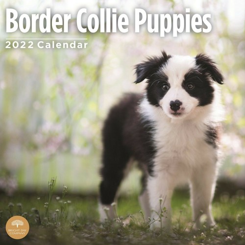 Border collie puppies 2022 - border,