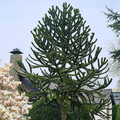 Evergreen tree monkey - monkey, puzzle