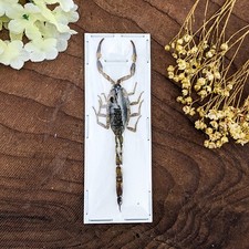 Chinese Golden Scorpion