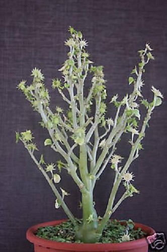 Dorstenia hildebrantii rare