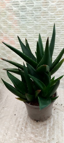 Aloe black gem - aloe-'black, x