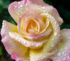 Bush Rose Plants, 'Peace',  1