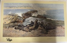 “Elephant Seals” By David