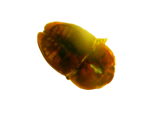 Pliocene amber kenya africa - amber,