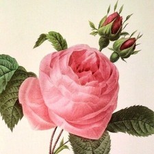 Pierre Joseph Redoute Flower