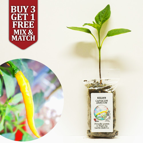 Kilian compact chilli pepper - compact,