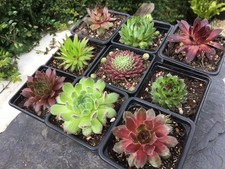 Sempervivum Mix - 9 Plants |