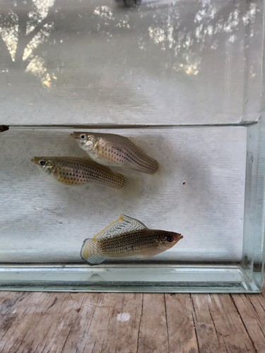 Blue sailfin molly breeder - blue,