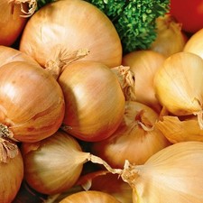 SHALLOT Red Sun. Often