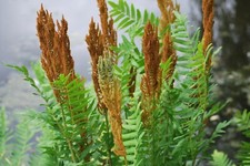 Giant Fern (Royal Osmunda Regans) XXL 3Lt Pot Tropical Ferns Plants to your door