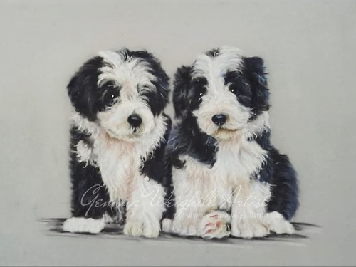 Bearded collie puppies - collie,