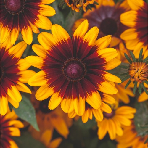 Rudbeckia pawnee spirit - , plant