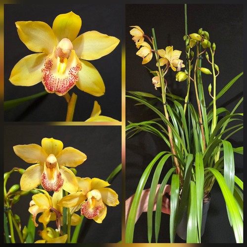 Cymbidium yellow flower - 4,