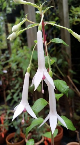 Fuchsia tryphylla roger - tryphylla, de