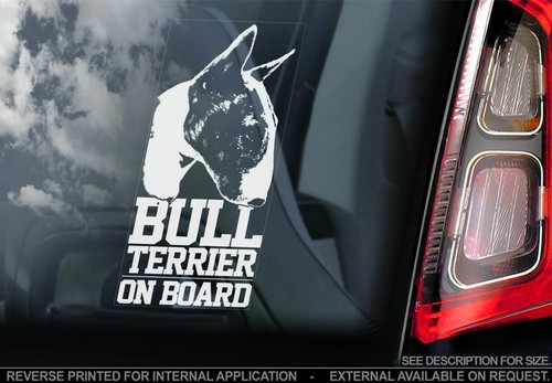 English bull terrier - bull, car