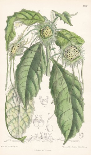 Dorstenia yambuyaensis congo - yambuyaensis,