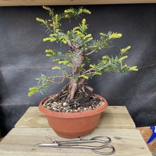 Yew Bonsai Evergreen Bonsai