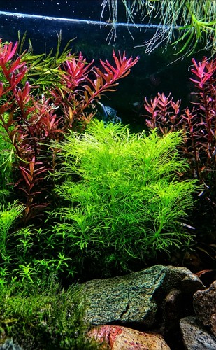 Live aquirium plants - ,, snail