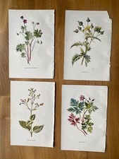 4 X Original Antique Botanical