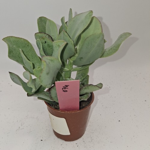 Crassula ovata jade money - crassula,
