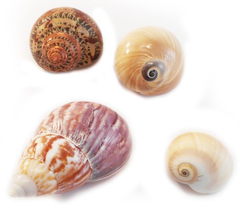 Hermit changing shell set - changing,