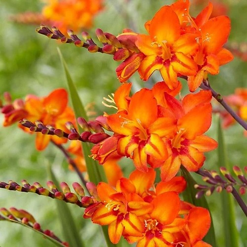 Crocosmia firestars scorchio - crocosmia, 'firestars