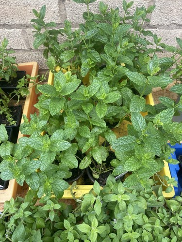 Cucumber mint plant - mint,