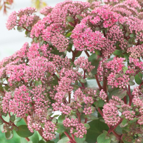 Sedum seduction pink live - pink,