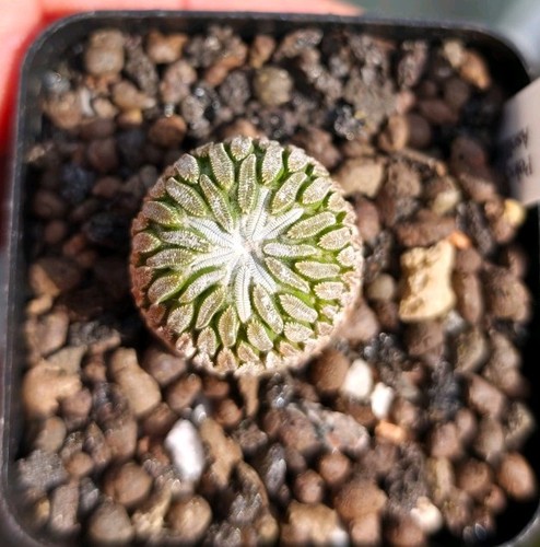 Pelecyphora aselliformis - aselliformis,