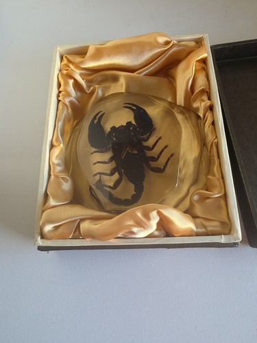 Real black scorpion genuine - real,