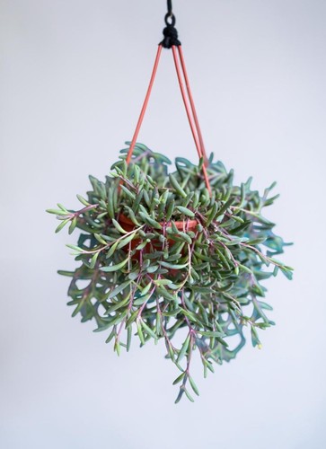 Senecio herrianus purple - herrianus, ‘purple