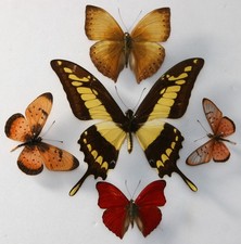 Real Butterfly specimens X5  for entomology, display, artwork etc