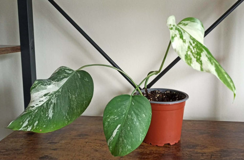 Monstera variegated albo - monstera,