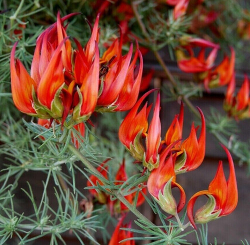 Parrot beak flower - parrot's,